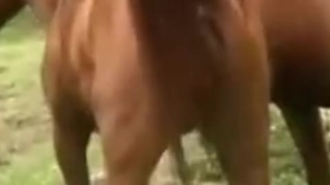 Horse First Time Meeting Video 2022 । Managing Mixed Gender Herds