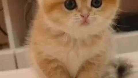 Cute cat 🐈