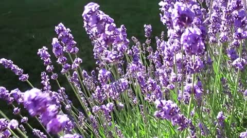 FLOWERS CAN DANCE!!! Amazing nature Beautiful flower time lapse video