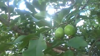 Big guava plant with fruits still green [Nature & Animals]