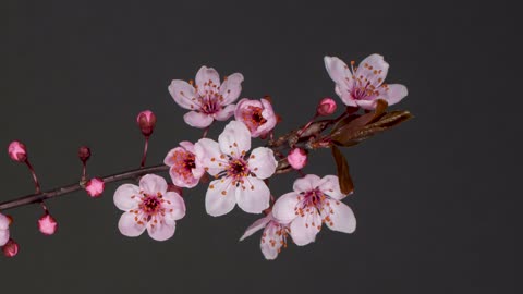 Bloom Of Plum Blossom