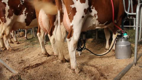 Milk cows on livestock farm