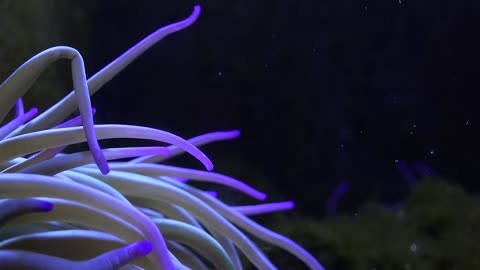 Sea anemone moving in the bottom of the sea