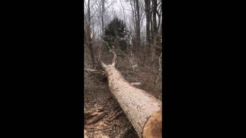 Cutting Down a Tree Using a Chainsaw Timber (03-19-2021)