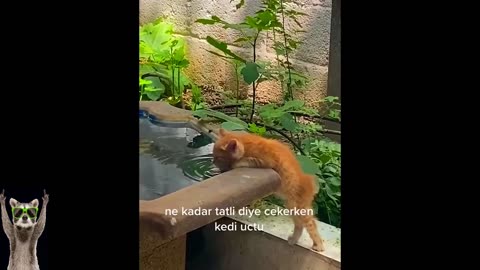 New Funny Animals Video 2023 | Funniest Cats and Dogs Videos | New Funny Video Of Cat And Dogs #254