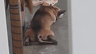 The dog takes a nap