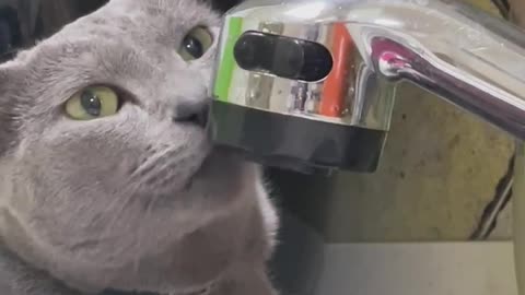 Cat licking a faucet that doesn't come out