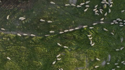 Aerial view of hundreds of sheep walking in field on Kangaroo island, Australia