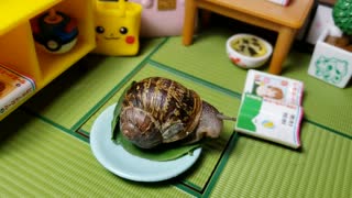 Cute snail eating closeup with mouth wide open