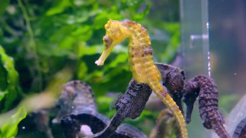 Black and yellow seahorses in aquarium. Beautiful underwater world