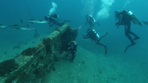 Diving near wreck underwater in marine wildlife