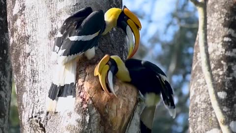 Great Indian hornbill making nest