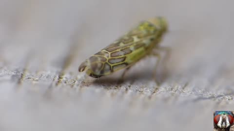 Capture The Moment Of Pooping Small Insects