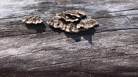 Turkey tail mushrooms