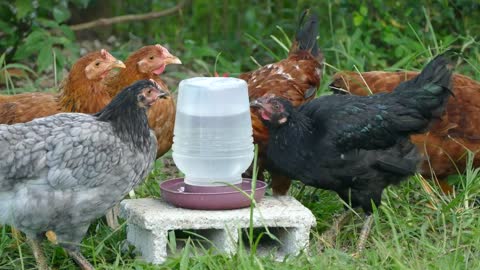 a group of chickens drinking water at the farm