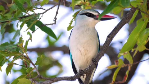 Breathtaking Colorful Birds of the Rainforest2 clips.KusmqD