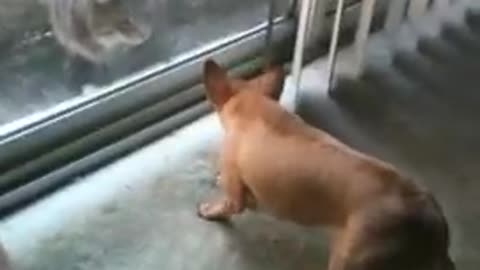 Aggresive dog vs Poor cat fight😣