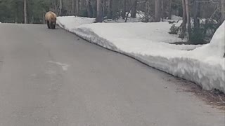 Runner Followed by Black Bear in Grand Teton National Park