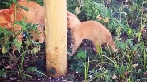 forest with cat