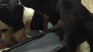 Newfoundland Puppies Learn How To Use Doggy Treadmill