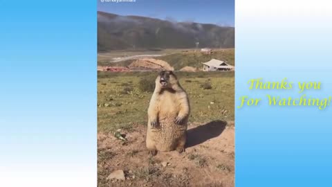 Best Funny Animal Videos of the year 2024, funniest animals ever relax with cute animals video