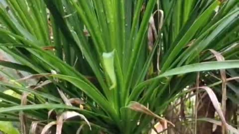 Green plants