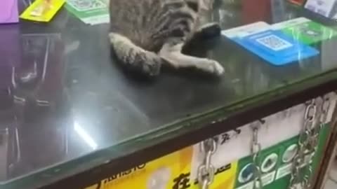 funny cat