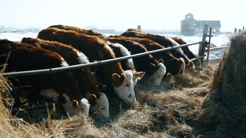 Fresh hay for cows in winter