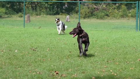 Cute & Funny Dog, dog playing,