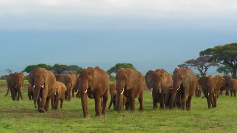 World of Animals 4K - Scenic Wildlife Film With Calming Music