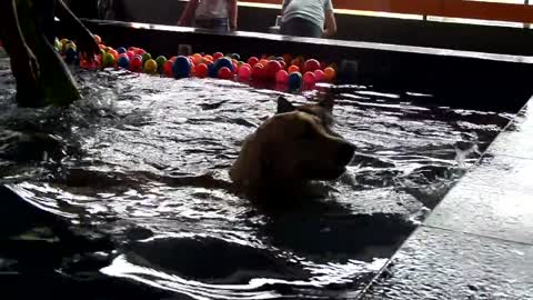 The Dogs Demanded To Go Swimming in the Pool!