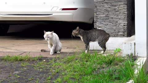 2 Cats Get Into An Argument On The Street