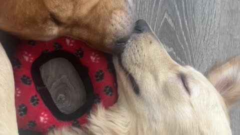 Sweetly Sleeping Boop To Boop