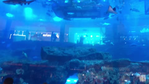 Largest Aquarium