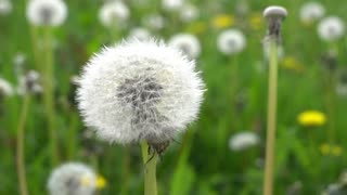 Wish apon a dandelion