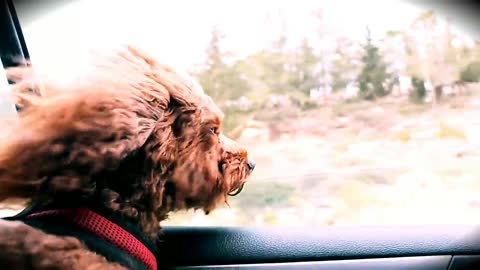 Puppies hair against wind