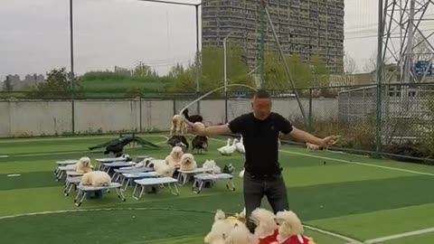 Puppies academy