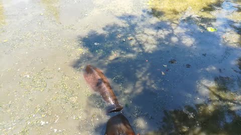 Hungry hippo Opens His Mouse Following Visitors Signals For Food