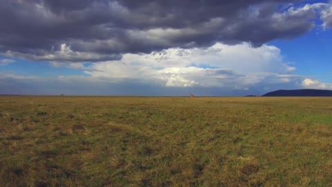 animal, nature and wildlife concept - giraffes walking along maasai mara national