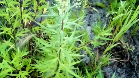 Artemisia tallsii