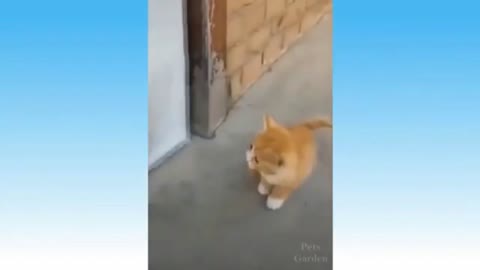 Kitten Aren't Allow To Get Inside