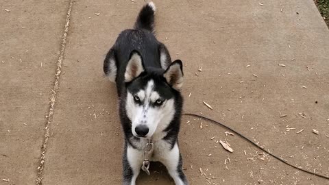 Cute Husky Jumps At Popping Noise Then Gets Revenge On The Bag