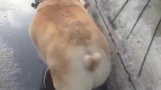 Funny corgi