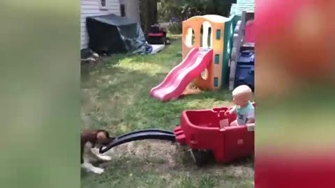 Funny Kids and Animals