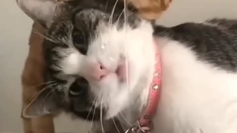 CAT FUNNY VIDEO , TWO FUNNY PAIR OF CATS