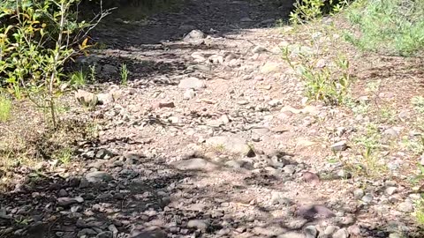 Finn hiking at N Crestone Creek, Colorado