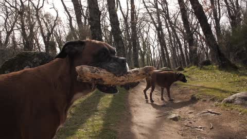 dog with sheep