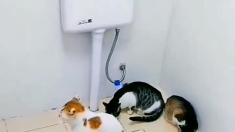 the cuteness of a cat waiting for a friend to defecate