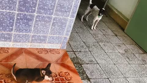 Dog Brings Back Pack to Deal With Scary Puppy