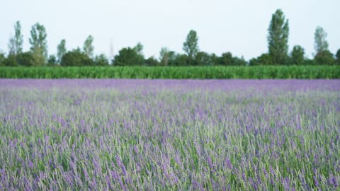 5 Tips to Growing Lavender Perfectly No Matter Where You Live